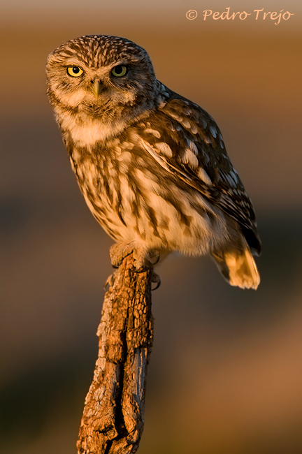 Mochuelo (Athene noctua)